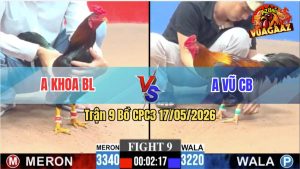 Trận 9 CPC3 17/05/2026 - Gà Que Anh Khoa BL Đá Canh Chặn Quá Tốt
