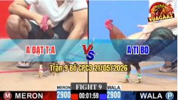 Trận 9 CPC3 21/05/2026 - Gà Anh Đạt Tân An Đá Đâm Như Đạn