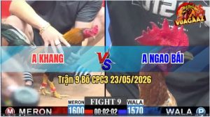 Trận 9 CPC3 23/05/2026 - Anh Khang Đánh Bại Gà Cọp Anh Ngao Bái