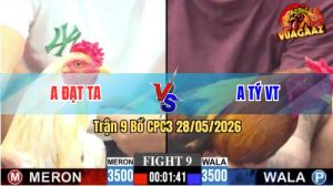 Trận 9 CPC3 28/05/2026 - Gà Điều Anh Tý Đá Cựa Đâm Như Chĩa