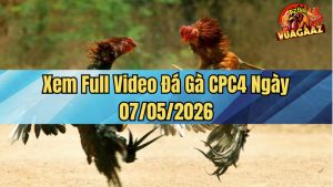 Xem Full Video Đá Gà CPC4 Ngày 07/05/2026