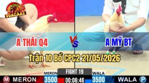 Xem trận 10 CPC2 21/5/2026 trên Vua Gà AZ