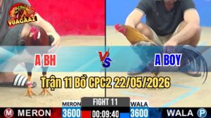 Xem trận 11 CPC2 22/5/2026 trên Vua Gà AZ