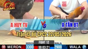 Xem trận 12 CPC2 22/5/2026 trên Vua Gà AZ