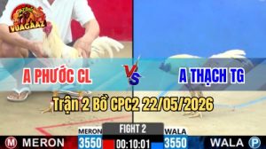 Xem trận 2 CPC2 22/5/2026 trên Vua Gà AZ