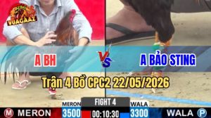 Xem trận 4 CPC2 22/5/2026 trên Vua Gà AZ