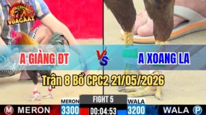 Xem trận 8 CPC2 21/5/2026 trên Vua Gà AZ