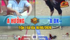 Trận 1 Xà Xía 10/05/2026 - Gà Điều Đâm Cựa Dính Như Keo 502
