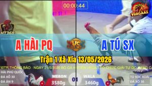 Trận 1 Xà Xía 13/05/2026 - Gà Anh Hải PQ Đá Đâm Như Sát Thủ