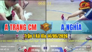 Trận 1 Xà Xía 14/05/2026 - Gà Úa Anh Trạng Hạ Đối Thủ Nằm 1 Đống