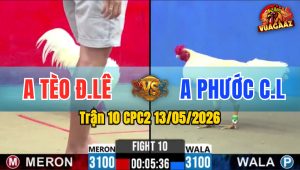Trận 10 CPC2 13/05/2026 - Gà Anh Phước Canh Nạp Đúng 1 Cựa Hiểm
