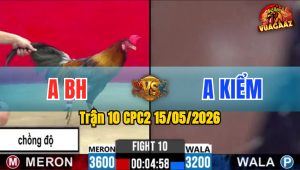 Trận 10 CPC2 15/05/2026 - Gà Úa Cọp Idol Kiểm Cà Mau Đâm Cựa Quá Hiểm