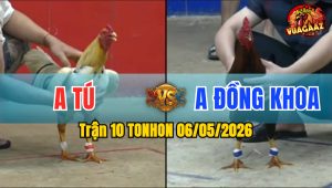 Trận 10 TONHON 06/05/2026 - Gà Anh Đồng Khoa Đâm Cựa Thấy Nóng Lạnh