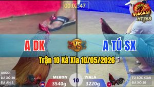 Trận 10 Xà Xía 10/05/2026 - Gà Anh Tú Dập 1 Tăng Đỏ Bưng Ra Ngoài