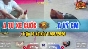 Trận 10 Xà Xía 11/05/2026 - Úa Đá Điều Như Cái Máy Hạ Điều Tuyệt Đối