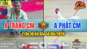 Trận 10 Xà Xía 14/05/2026 - Gà Anh Phát CM Hạ Đối Thủ Gục Tại Chỗ