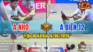 Trận 10 Xà Xía 15/05/2026 - Gà Anh Biện Đá Chậm Nhưng Mà Chắc