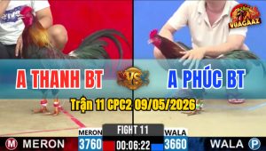Trận 11 CPC2 09/05/2026 - Anh Phúc BT Hạ Đối Thủ Nằm 1 Đống