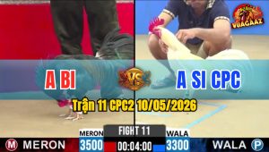 Trận 11 CPC2 10/05/2026 - Gà Anh Bi Cứ Nhấc Chân Là Có Cựa
