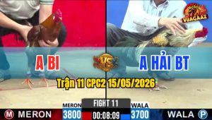 Trận 11 CPC2 15/05/2026 - Gà Anh Bi Đá Đâm Cựa Quá Hiểm Hóc