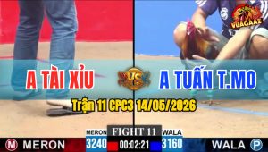 Trận 11 CPC3 14/05/2026 - Gà Đỏ Đá Gãy Giò Xanh Thắng Nhanh Gọn