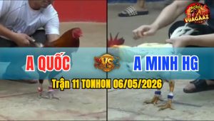 Trận 11 TONHON 06/05/2026 - Gà Anh Quốc Đá Siết 1 Hơi Lụm Lúa