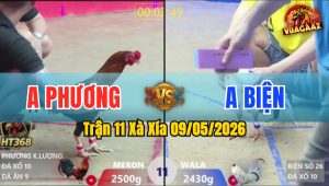 Trận 11 Xà Xía 09/05/2026 - Gà Anh Biện Đá Cựa Đâm Như Đời Tới