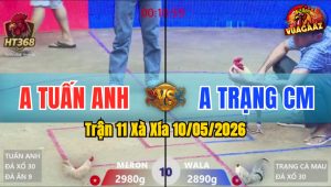 Trận 11 Xà Xía 10/05/2026 - Gà Bướm Anh Trạng CM Đá Đâm Như Giang Hồ