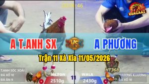 Trận 11 Xà Xía 11/05/2026 - Xanh Dở Giò Là Đâm Hạ Đỏ Gọn Gàng