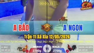 Trận 11 Xà Xía 12/05/2026 - Gà Anh Báo Đá Cựa Đâm Như Chĩa