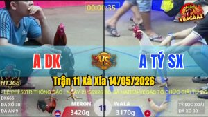 Trận 11 Xà Xía 14/05/2026 - Gà Úa Anh Tý Đá Cái Bo Quá Khủng