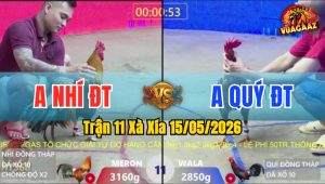 Trận 11 Xà Xía 15/05/2026 - Gà Anh Quý Chấp Hơn 3 Chấm Vẫn Lụm