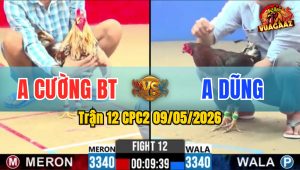 Trận 12 CPC2 09/05/2026 - Gà Anh Dũng Đá Đòn Cựa Quá Hiểm