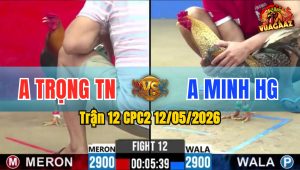 Trận 12 CPC2 12/05/2026 - Gà Anh Trọng Không Cho Đối Thủ Cơ Hội