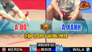 Trận 12 CPC3 14/05/2026 - Gà Xanh Có Chân Cựa Chí Mạng