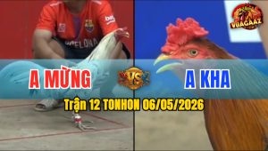Trận 12 TONHON 06/05/2026 - Gà Anh Mừng Đá Cái Bo Như Xe Đụng