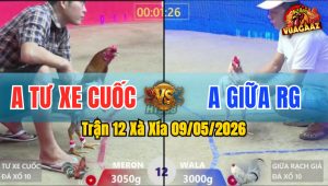 Trận 12 Xà Xía 09/05/2026 - Gà Bướm Anh Giữa Rạch Giá Hạ Đối Thủ Lật Xe