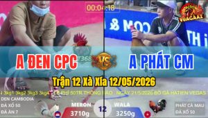 Trận 12 Xà Xía 12/05/2026 - Gà Anh Phát Cà Mau Nhỏ Nhưng Có Võ