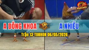 Trận 13 TONHON 06/05/2026 - Gà Anh Nhiễu Đá Cựa Đâm Dính Như Keo