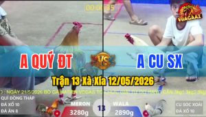 Trận 13 Xà Xía 12/05/2026 - Gà Bướm Anh Cu Đá Canh Chặn Quá Hay