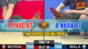 Trận 14 CPC2 09/05/2026 - Gà Anh Nhân BT Đá Đòn Cựa Quá Tịch