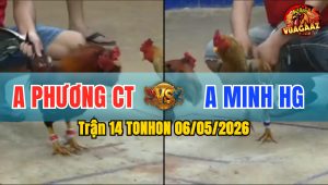Trận 14 TONHON 06/05/2026 - Gà Điều Dí Bạc Ăn 5 Nhận Ngay Kết Đắng