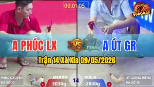 Trận 14 Xà Xía 09/05/2026 - Gà Bướm Anh Phúc LX Nhấc Chân Là Cựa Tới