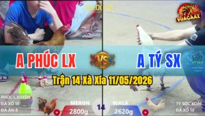 Trận 14 Xà Xía 11/05/2026 - Gà Đỏ Canh Chặn Đưa Úa Ra Đảo