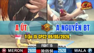 Trận 15 CPC2 09/05/2026 - Gà Anh Út Đá 1 Cây Hiểm Đỏ Lật Xe