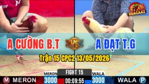 Trận 15 CPC2 13/05/2026 - Gà Anh Cường Đá Cái Bo Quá Khủng Khiếp