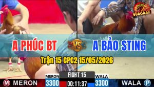 Trận 15 CPC2 15/05/2026 - Gà Điều Hiệu Anh Bảo Sting Nhấc Chân Là Có Cựa