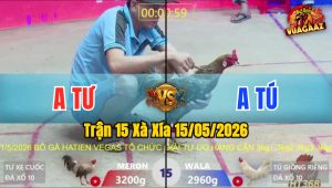 Trận 15 Xà Xía 15/05/2026 - Gà Bướm Anh Tú Có Chân Cựa Chí Mạng
