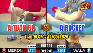 Trận 16 CPC2 12/05/2026 - Gà Anh Tuấn GL Bị Dí Bạc Và Cái Kết