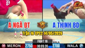 Trận 16 CPC2 14/05/2026 - Gà Anh Thịnh Bình Dương Đá Cựa Quá Tịch